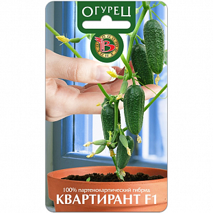 Семена Огурец Квартирант F1