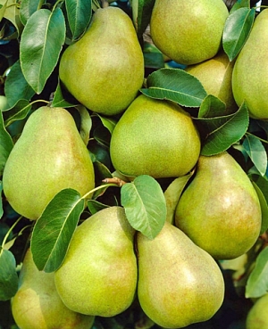 Саженцы Груша Зимняя Глазкова