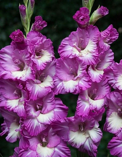 Гладиолус Анук