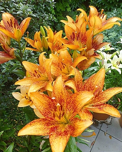 Лилия ЛА-гибрид Лонгвуд