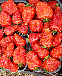 Саженцы Клубники (Земляники) садовой Сирия