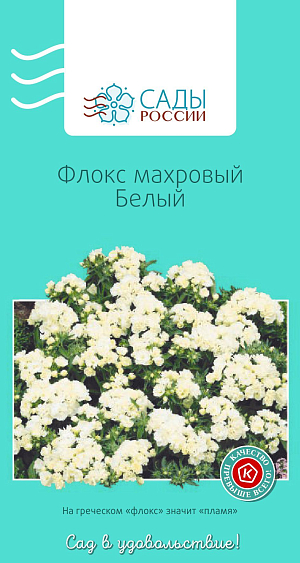 Флокс друммонда махровый белый

Единственный однолетник из многочисленных видов рода Phlox, не уступает своим многолетним родственникам ни по яркости окраски, ни по продолжительности цветения. Растения низкие, компактные, высотой 15-20 см, с изумительно красивыми, яркими и нарядными, как самоцветы, махровыми цветками. Цветет до снега. При посеве семена не заглублять. Появившимся росткам нужны свет, полив и умеренная температура. Через две-три недели всходы пикируют. Для достижения пышности куста всходы в фазе 4–5 листиков прищипывают. Самые красивые флоксы вырастают в полутени. Полив регулярный, но умеренный, утром или вечером. Холодостойкий. Рассаду высаживают в грунт, когда минует угроза заморозков.

