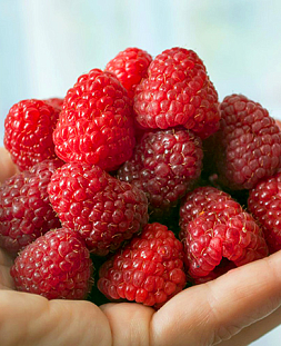 Саженцы Малина Дашкина радость