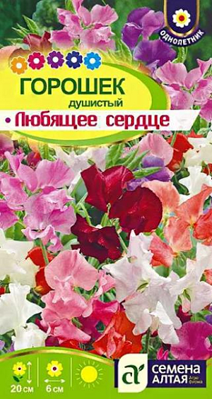 Семена Душистый горошек "Любящее сердце".<br>
Очень яркий и привлекательный однолетник! Специальная суперкарликовая быстрорастущая смесь высотой до 20 см. Цветки ярких окрасок изысканной формы махровые, диаметром 3-6 см, собраны в кисти по 3-6 шт. и обладают приятным насыщенным ароматом. Смесь предназначена для выращивания в горшках, украшения террас, веранд и балконов, применяется в качестве бордюрного растения, украсит любой цветник или сад. Также используется для срезки. Свето- и влаголюбивое растение. Предпочитает солнечные, хорошо прогреваемые участки с хорошо дренированными плодородными нейтральными или слабощелочными почвами. Посев производят в мае в открытый грунт или выращивают через рассаду в марте. Перед посевом семена рекомендуется скарифицировать – нарушить целостность оболочки; а также замочить в теплой воде (+50°С) на 10-12 ч., в воду можно добавить биостимуляторы. Далее семена проращивают во влажной ткани или увлажненном песке 2-4 дня при температуре +20-24°С до появления проростков. Для посева на рассаду рекомендуется использовать готовый грунт для цветов, перед посевом его нужно увлажнить. Пророщенные семена высевают в рассадные ящики или отдельные горшочки по 2-3 шт. в лунку на глубину 2-3 см, тару накрывают пленкой и убирают в теплое (+18-20°С) место до появления всходов, периодически проветривая. Через 7-15 дней, после появления всходов, укрытие снимают и переносят рассаду в хорошо освещенное место с температурой +15-18°С. После появления 3 пары настоящих листьев макушку прищипывают для стимуляции роста боковых побегов. В грунт высаживают в мае, когда минует угроза возвратных заморозков, по 2-3 растения в лунку, оставляя расстояние между растениями 25 см. Уход заключается в регулярном поливе, прополке и рыхлении. Цветение с июля до заморозков.