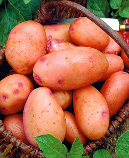 Семенной Картофель Снегирь