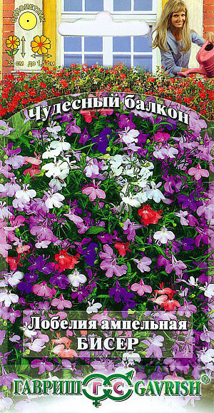 Семена Лобелия Бисер ампельная.
Лобелия - солнцелюбивое растение, но она прекрасно растет в полутенистых местах на балконах, которые выходят на северо-восток и северо-запад.
Ее ниспадающие изящные побеги длиной до 35 см, усыпаны небольшими, до 1,5 см, двугубыми цветками, расположенными на коротких цветоножках в пазухах листьев. Цветет с июня по сентябрь. 
Окраска цветков разнообразная. Размножают семенами, посев которых производят в феврале - апреле. 
Семена у лобелии мелкие, для равномерности посевов их смешивают с сухим песком в соотношении 1:50 и не заделывают в почву. 
Сверху посевы укрывают пленкой или стеклом. В мае растение рассаживают в вазы, кашпо, балконные ящики.
Для длительного и обильного цветения необходимо своевременно обрезать отцветшие побеги.