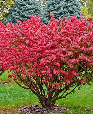 Бересклет крылатый