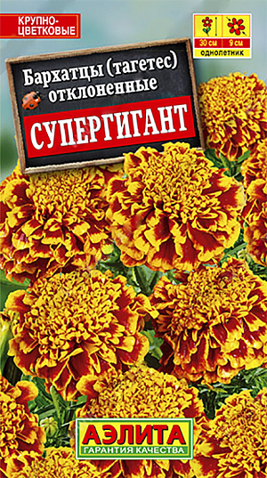 <div>
 Семена Бархатцы Супергигант отклоненные.
</div>
<p>
 Однолетник. Высота 30 см. Диаметр 9 см.
</p>
<p>
 Один из лучших крупноцветковых сортов из группы французских (отклоненных) бархатцев. Соцветия густомахровые, Ø8-10 см, эффектной двухцветной окраски. Кустики компактные, высотой 25-30 см, сильноветвистые, с большим количеством цветоносов. Цветение раннее и продолжительное. Растения неприхотливые, тепло- и светолюбивые, не требовательные к влаге. Имеют компактную корневую систему и способны хорошо расти в ограниченном объеме грунта. Отлично подходят для выращивания в горшках и балконных ящиках, хорошо смотрятся на клумбах, в бордюрах вдоль дорожек.<br>
</p>
<p>
 Посев. Выращивают рассадным способом. В фазе одного-двух настоящих листьев сеянцы пикируют. Рассаду высаживают в открытый грунт, когда минует опасность заморозков. Растениям необходимы регулярные поливы, прополки, рыхления и подкормки. Возможен посев семян в открытый грунт на глубину 1 см. 
</p>