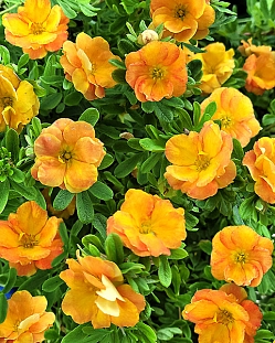 Лапчатка кустарниковая Дабл Панч Танго