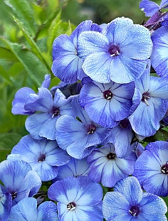 Флокс метельчатый Гжель