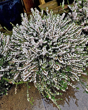 Эрика дарлейенская Вайт Глоу