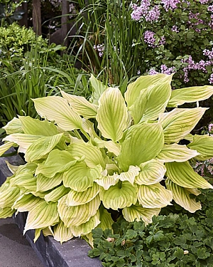 Хоста Лемон фезерс