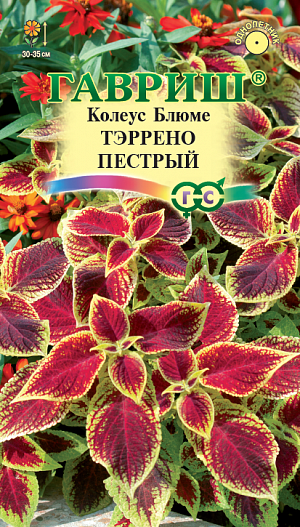 Семена Колеус Тэррено пестрый.<br>
 <br>
 Колеусы «Тэррено» это компактные хорошо облиственные растения высотой 30-35 см. с небольшими бархатистыми листьями ярких контрастных оттенков. Серия подходит для профессионального и любительского озеленения, рекомендуется для оформления бордюров, посадки массивами в группе с другими низкорослыми однолетниками. Культура предпочитает солнечные или слегка притененные места с богатой, легкой, кисловатой почвой. В феврале семена высевают на рассаду в смесь из листовой, торфяной, дерновой земли и песка (1:1:1:1) и слегка присыпают песком. При температуре 20-22°С и постоянном увлажнении всходы появляются через 14-18 дней. Подросшие растения пикируют и прищипывают (высота сеянцев не менее 10 см.) для лучшего ветвления. На постоянное место высаживают в июне. В открытом грунте колеус выращивают как однолетнее растение. Осенью кусты можно пересадить в горшочки и перенести в комнату.&nbsp;<br>