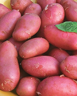 Семенной Картофель Манифест