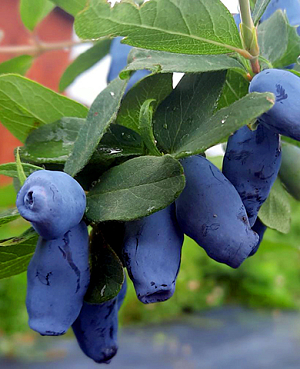 Саженцы Жимолость Кондитер