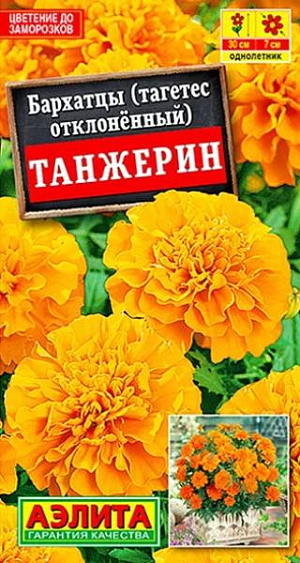 Семена Бархатцы Танжерин обильноцветущие.&nbsp;Обильноцветущие, крупноцветковые, компактные бархатцы. Образуют аккуратные, выравненные по форме и размеру, сильноветвистые кустики высотой 25-30 см. и шириной 15-20 см. Соцветия&nbsp; диаметром 5-7 см, яркие, пышные, располагаются выше листвы. Растения неприхотливые, развиваются быстро, зацветают рано. Цветение сохраняется весь сезон, до первых заморозков. Вредителями и болезнями не повреждаются, легко переносят дождливую и ветреную погоду. Идеальны для бордюрных посадок, украшения клумб. Прекрасно подходят для выращивания в горшках и балконных ящиках.<br>
 <br>
 Бархатцы предпочитают солнечные участки с дренированными, плодородными почвами нейтральной кислотности. Растения теплолюбивые, быстрорастущие, взрослые – достаточно засухоустойчивые.<br>