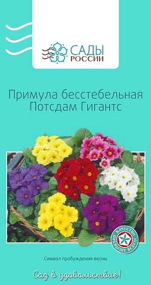 Примула бесстебельная Потсдам гигантс

Цветки одиночные крупные, до 3–4 см в диаметре, белого, желтого, сине-лиловатого, красно-бордового цвета. Рекомендуем убрать контейнер с семенами в холодильник на несколько дней, а затем поставить его в теплое место, избегая прямых солнечных лучей. Поливать аккуратно при помощи шприца с иглой. Зимует с укрытием.