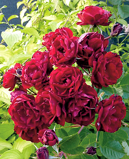 Роза канадская Хоуп фо Хьюманити Роза канадская Хоуп фо Хьюманити