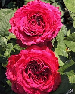 Роза флорибунда Четырёх ветров