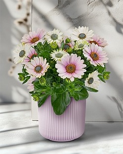 Остеоспермум Санни Компакт Джилл