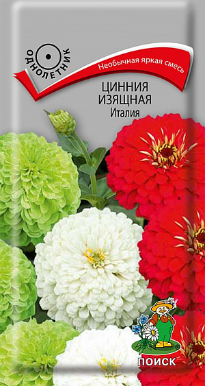Семена Цинния изящная Италия.&nbsp;Своё название сорт получил благодаря окрасу. Необычная яркая смесь из зелёного, белого и красного цветов внешне напоминает итальянский флаг. В высоту растение может достигать 90 см. Имеет крепкие, устойчивые стебли с развитым ветвлением, что позволяет ему лучше адаптироваться к внешним условиям, получая больше питательных веществ. Соцветия крупные, с махровой текстурой. По форме напоминают полусферы. Садовники оформляют циннию в групповых посадках и ландшафтных композициях. Также подходит и для срезки, хорошо дополняет букет.