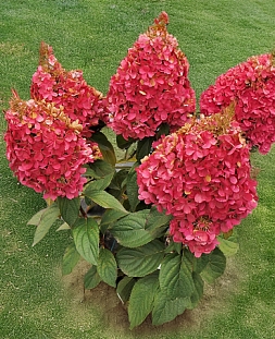 Гортензия метельчатая Кендллайт