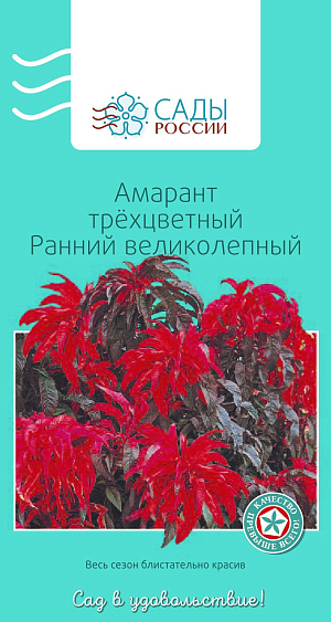Амарант трёхцветный Ранний великолепный

Нарядный уроженец тропиков прекрасно чувствует себя в наших российских садах. В юном возрасте растения, как красны молодцы, с блестящими кораллово-розовыми листьями, по мере «взросления» приобретают шикарный густой шоколадно-кофейный колорит. Теплолюбив. Рассаду высаживают в грунт, когда минует угроза возвратных заморозков.