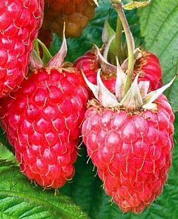 Саженцы Малина Недосягаемая