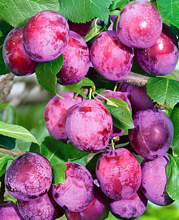 Саженцы Слива Венгерка уральская