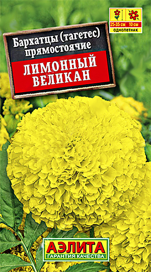 Семена Бархатцы Лимонный великан. <br>
Отличный среднерослый сорт бархатцев с крупными густомахровыми соцветиями (6-8 см). Цветение обильное, с начала июня до конца сезона. Каждое отдельное соцветие не теряет своей декоративности до двух недель. Кусты крепкие, ветвистые, с выраженным главным стеблем, высотой до 50 см. Растения неприхотливые, свето- и теплолюбивые, засухоустойчивые, хорошо переносят воздействие ветра и дождя. Используются для групповых и одиночных посадок на клумбах, в рабатках и бордюрах, хорошо смотрятся в садовых вазах.
Агротехника. Выращивают рассадным способом. В фазе одного-двух настоящих 
листьев сеянцы пикируют. Рассаду высаживают в открытый грунт, когда минует опасность заморозков. Растениям необходимы регулярные поливы, прополки, рыхления и подкормки. Возможен посев семян в открытый грунт на глубину 1 см.