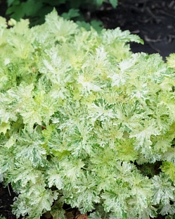 Гейхера Сноу Энджел