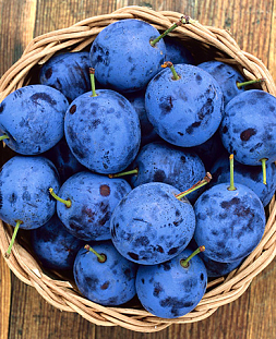 Саженцы Тернослива Ермак