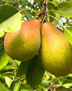 Саженцы Груша Золотая осень