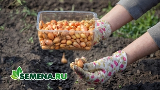 Сажаем осенью для весеннего урожая! Озимые лук, чеснок, зелень и не только