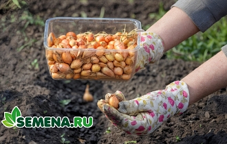 Сажаем осенью для весеннего урожая! Озимые лук, чеснок, зелень и не только Сажаем осенью для весеннего урожая! Озимые лук, чеснок, зелень и не только