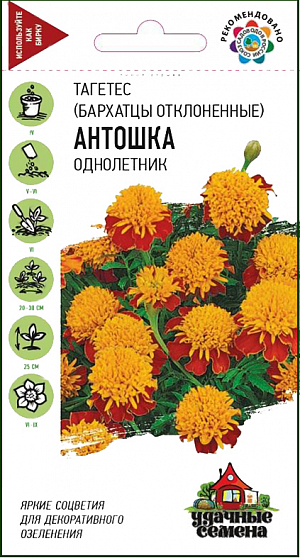 Семена Бархатцы Антошка отклоненные.
Бархатцы широко распространены в декоративном озеленении. Растение прямостоячее, сильноветвистое от основания, формирует цветущий куст высотой 25 см. 
Листья «ажурные», перисторассеченные. Соцветия до 6 см в диаметре. Цветение продолжительное в течение всего лета. 
Бархатцы светолюбивы и теплолюбивы, засухоусточивы. К почвам нетребовательны, но предпочитают плодородные легкие почвы.
Выращивают, как правило, рассадным способом. 
Используют для посадки на клумбах, рабатках, бордюрах, в балконные ящики, можно использовать как горшечную культуру.