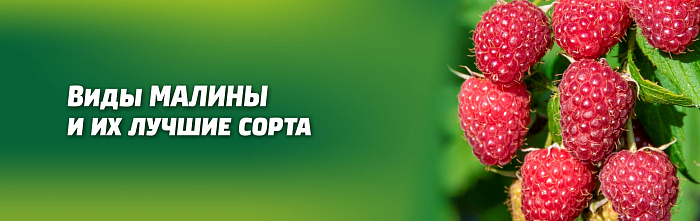 МАЛИНА САДОВАЯ, РЕМОНТАНТНАЯ И МАЛИНОВЫЕ ДЕРЕВЬЯ. 