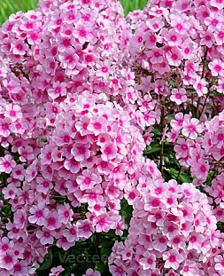 Саженец Флокс метельчатый Мисс Пеппер