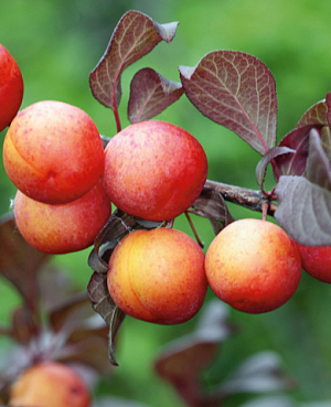 Саженцы Слива Генеральская
