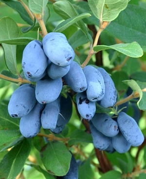 Саженцы Жимолость Бореалис