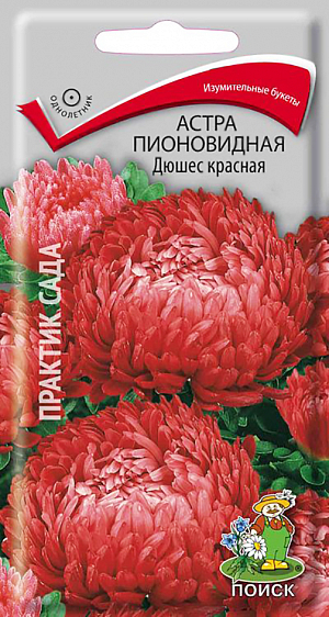 Семена Астра Дюшес красная Пионовидная.
Изумительные букеты для срезки. Куст колонновидной формы, ветвистый, высотой 70 см.
 Цветоносы прочные, густооблиственные. 
Соцветия ярко-красные, полусферические, густомахровые, непоникающие, 8-10 см в диаметре. 
Язычковые цветки широкие, приподняты вверх, закрывают трубчатые цветки. Цветет август-сентябрь. 
Используют для посадки в сборные цветники группами, на рабатки – рядами и для срезки.
Растение предпочитает открытое солнечное место, но выносит и полутень. 
Лучше растёт на лёгких, плодородных почвах. Не переносит внесения органических удобрений в год посадки.
Семена высевают с середины февраля по апрель. Глубина заделки семян 0,5 см. 
При температуре почвы +20 °C всходы появляются на 7-14 день. 
Через 3-4 недели посевы пикируют и выращивают при температуре 12-15 °C. 
В грунт рассаду высаживают во второй половине мая, выдерживая расстояние между растениями 30-35 см.