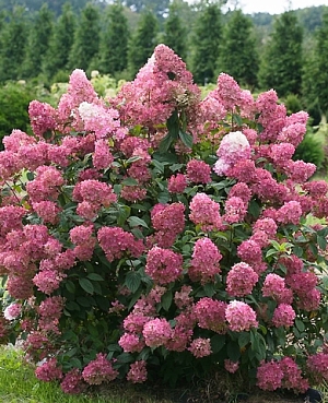 Гортензия метельчатая Мэджикал Файер