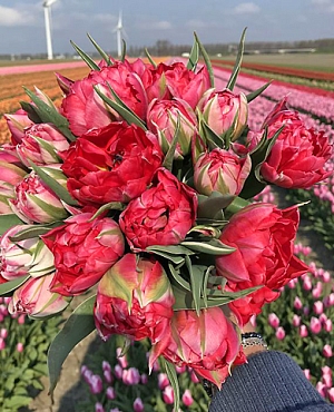 Тюльпан махровый ранний Флеш Поинт