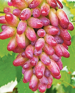 Саженцы Виноград Юбилей Новочеркасска