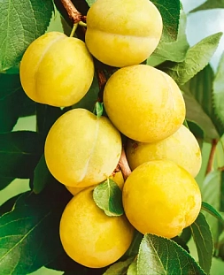 Саженцы Слива Ракитянского