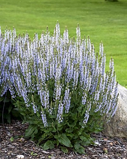 Шалфей Кристал Блю