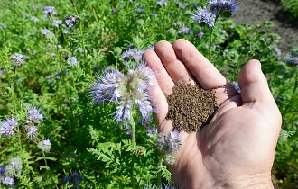 Сидераты в сентябре: какой «зеленый доктор» вылечит вашу почву за один месяц? Выбор агронома. Сидераты в сентябре: какой «зеленый доктор» вылечит вашу почву за один месяц? Выбор агронома.