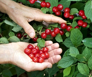 Саженцы Вишня войлочная Лето
