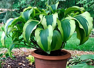 Хоста Манки Бизнес