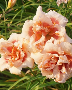 Лилейник Фоти Секонд Стрит